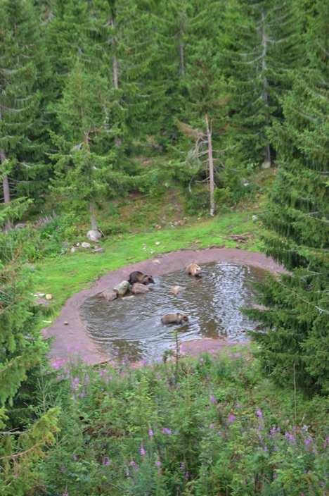 Brown bears in a water hole